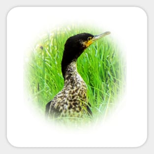 Cormorant Sticker